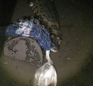 Buaya Serang Unggas, BKSDA Pasang Perangkap