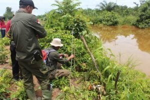 BKSDA Kalteng Pasang Penjerat di Pulpis, Warga Serahkan Anak Buaya