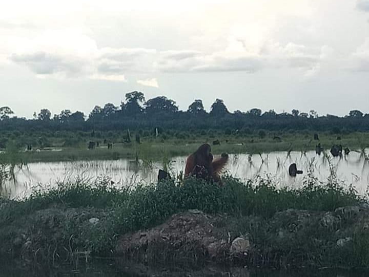 Orang Utan Berkeliaran di Kebun, BKSDA Tolong Amankan