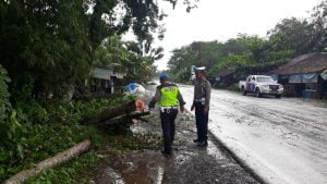 Hujan Lebat, ASN di Pulpis Tertimpa Pohon Tumbang