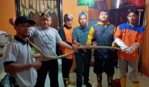 Hiii… Ular Kobra 3 Meter Masuk Kamar Mandi Rumah Warga