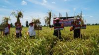 Danrem 102/Pjg dan Kapolda Kalteng Ikuti Panen Padi Perdana Food Estate