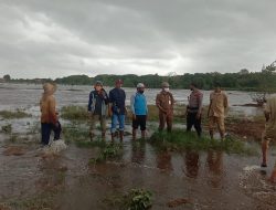 GELOMBANG PASANG-Petani Kapuas Gagal Panen