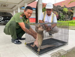 Seekor Trenggiling Naik ke Atas Kapal Muatan Pupuk