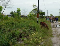 Orangutan Resahkan Warga Jalan Victoria