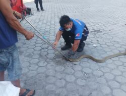 Ular Kobra Sepanjang 3 Meter Masuk Warung Warga