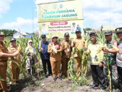 Pj Bupati Panen Jagung di Sebangau Mulya