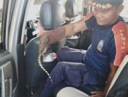 Biawak Masuk Mobil Pengemudi Panik