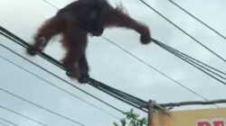 Orang Utan Kejutkan Warga Tjilik Riwut Km 9