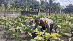 Dukung Asta Cita, Polsek Bukit Batu Kunjungi Pemilik Kebun Terong dan Jagung