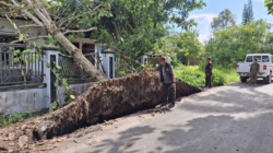 Angin Kencang, Kecepatan 35-57 Km/Jam